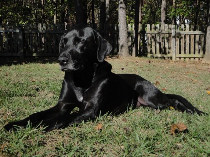 yoshi-its-a-dogs-life-3