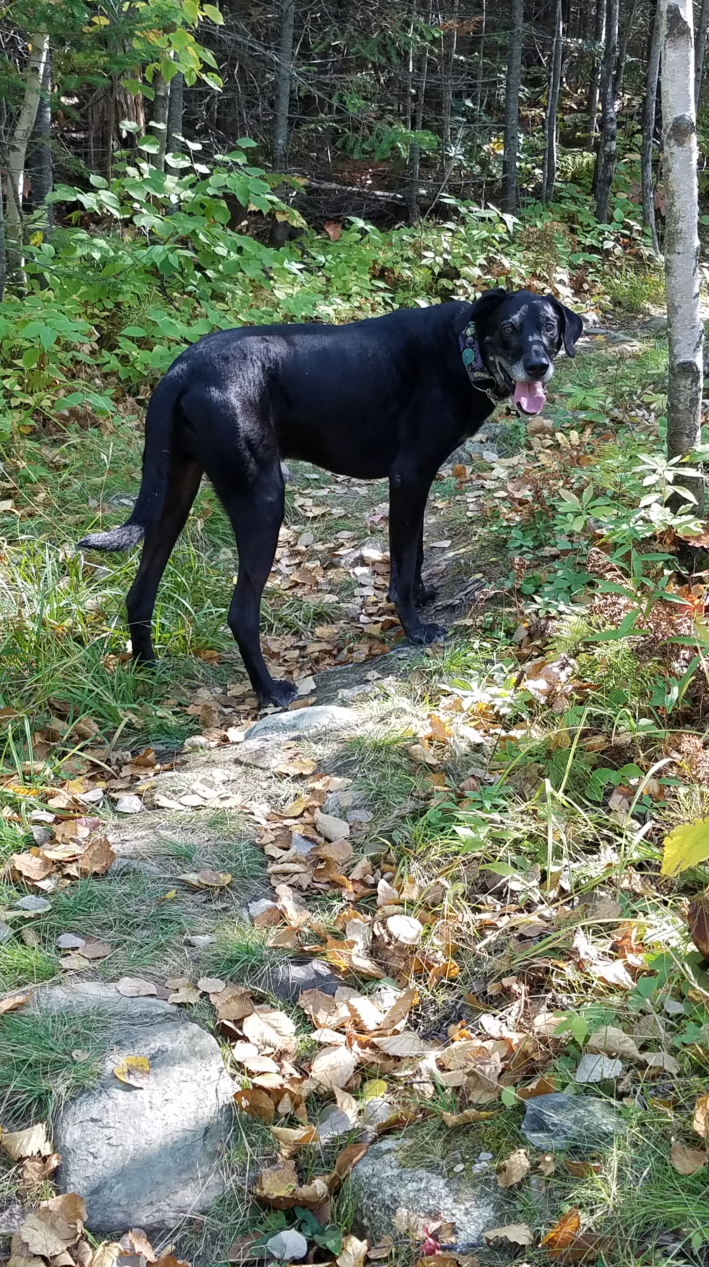 Yoshi_2017 Sep 25 (10)